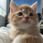 Avatar of Basit Iqbal